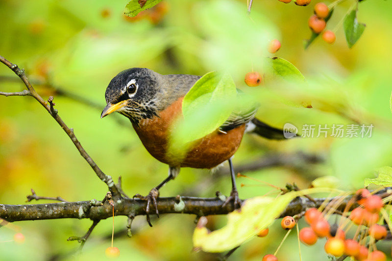 从一片树叶后面看过去的美洲知更鸟(Turdus migratorius